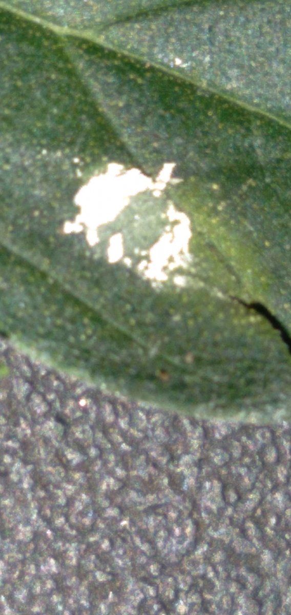 Found a little white spot on a leaf 2
