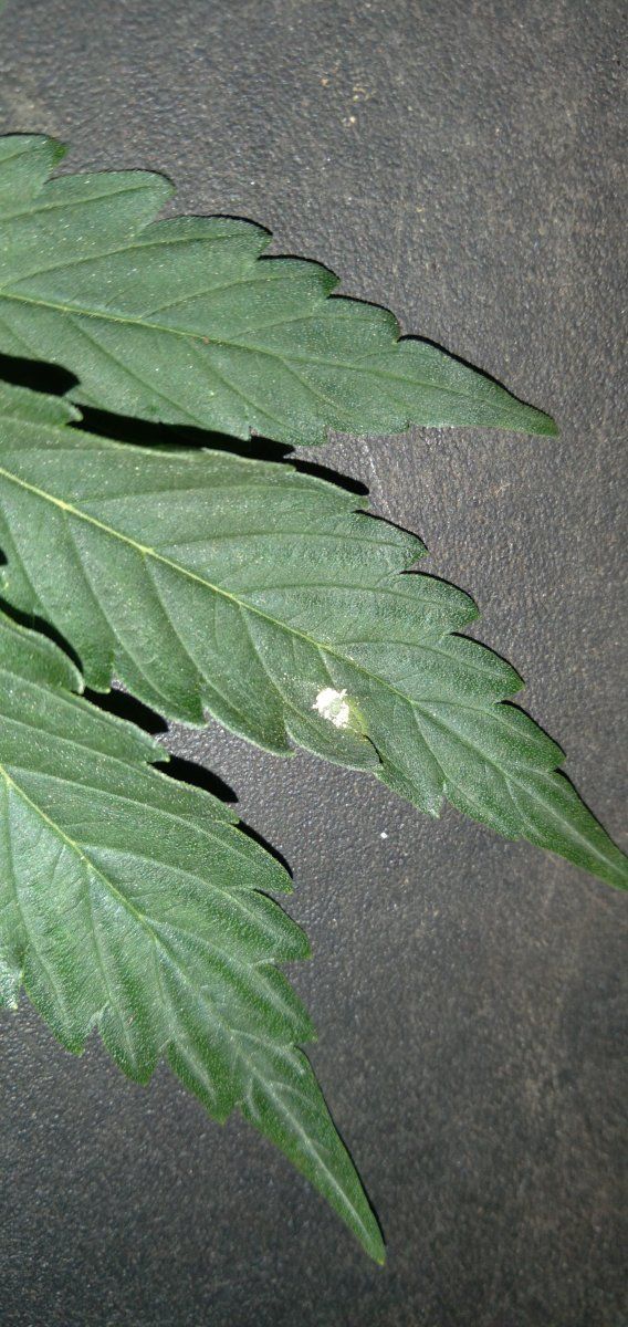 Found a little white spot on a leaf