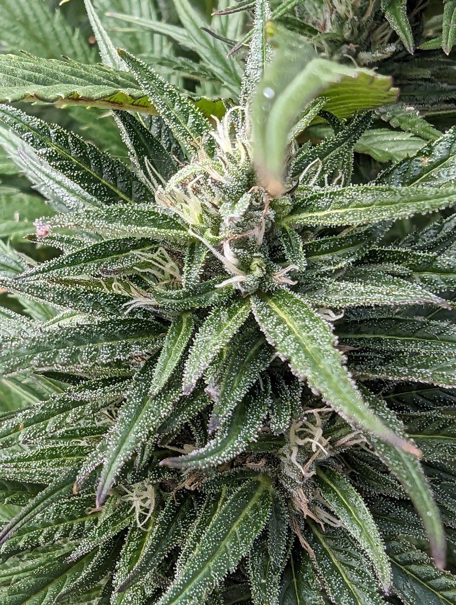 Found some bud rot and its spreading fast should i chop all my plants 5