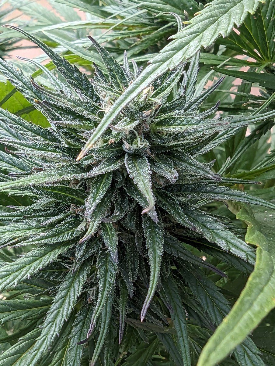 Found some bud rot and its spreading fast should i chop all my plants 6