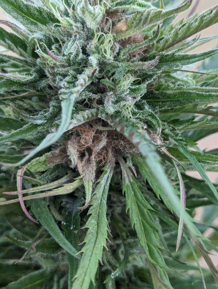 Found some bud rot and its spreading fast should i chop all my plants