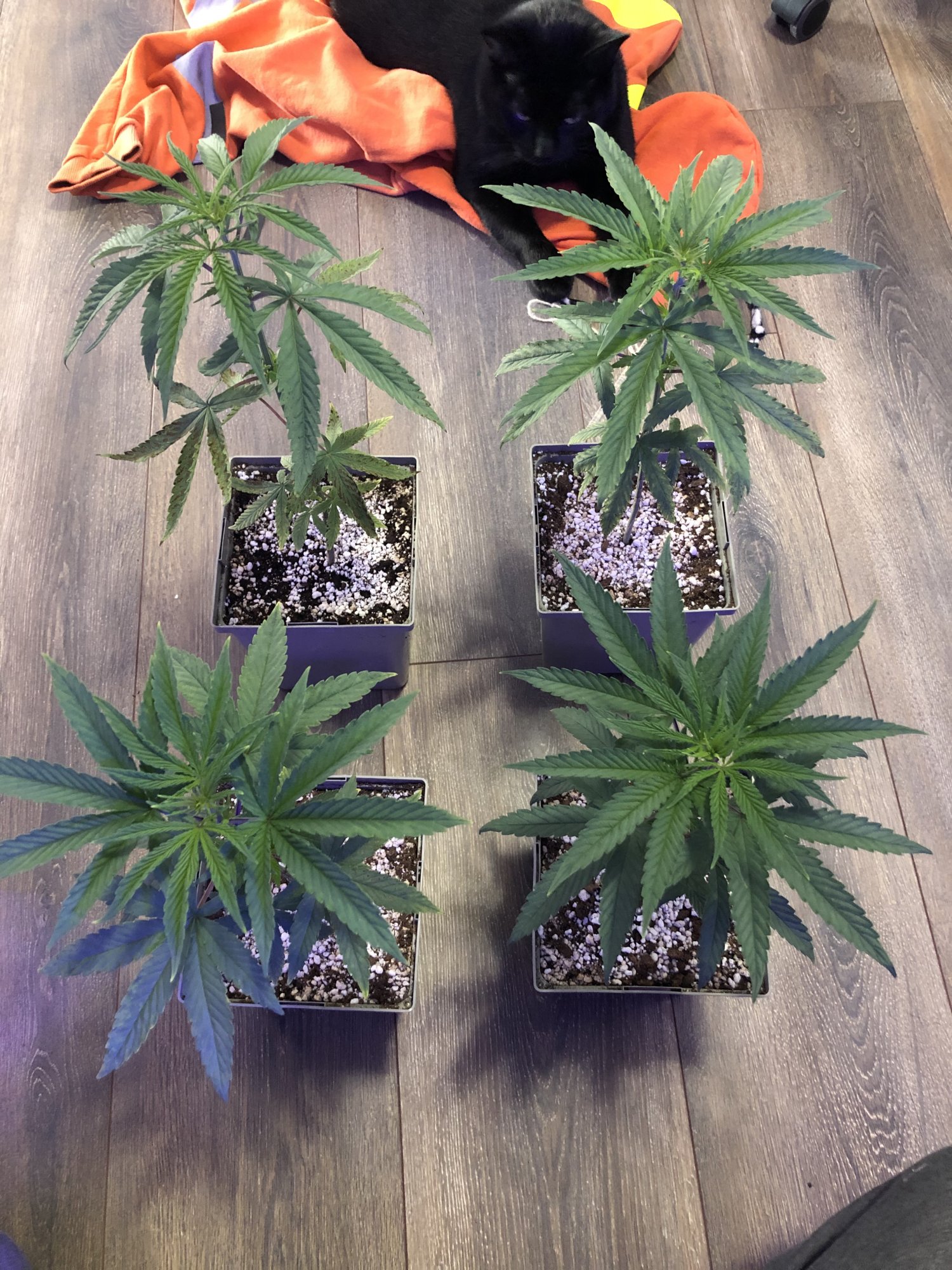 Four plantsjpg
