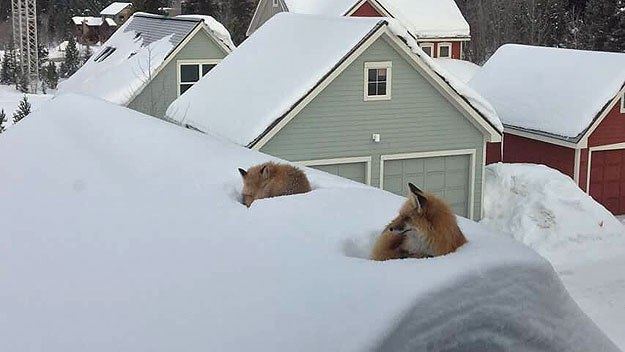 Foxes on roof 1 andy carver via kroschel
