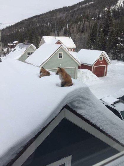 Foxes on roof 2 andy carver via kroschel