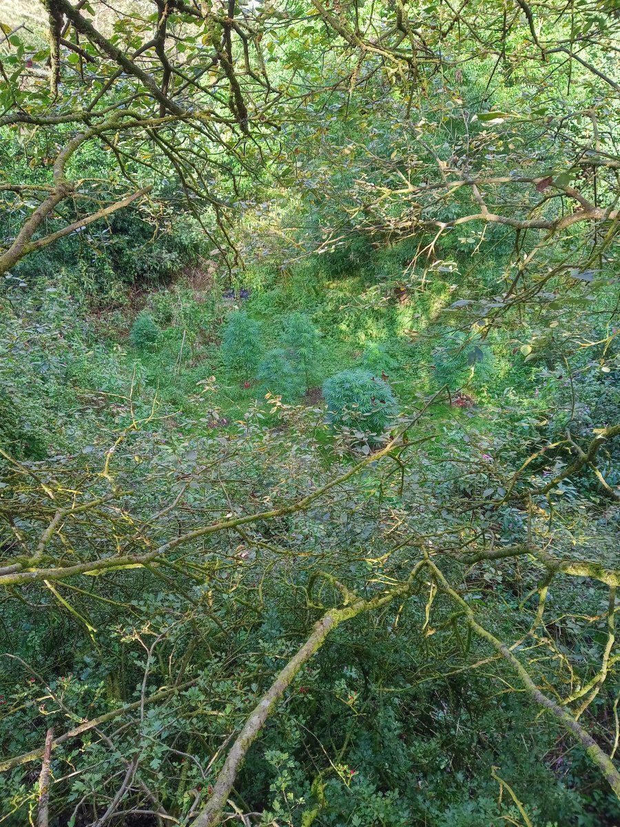 Foxplottree