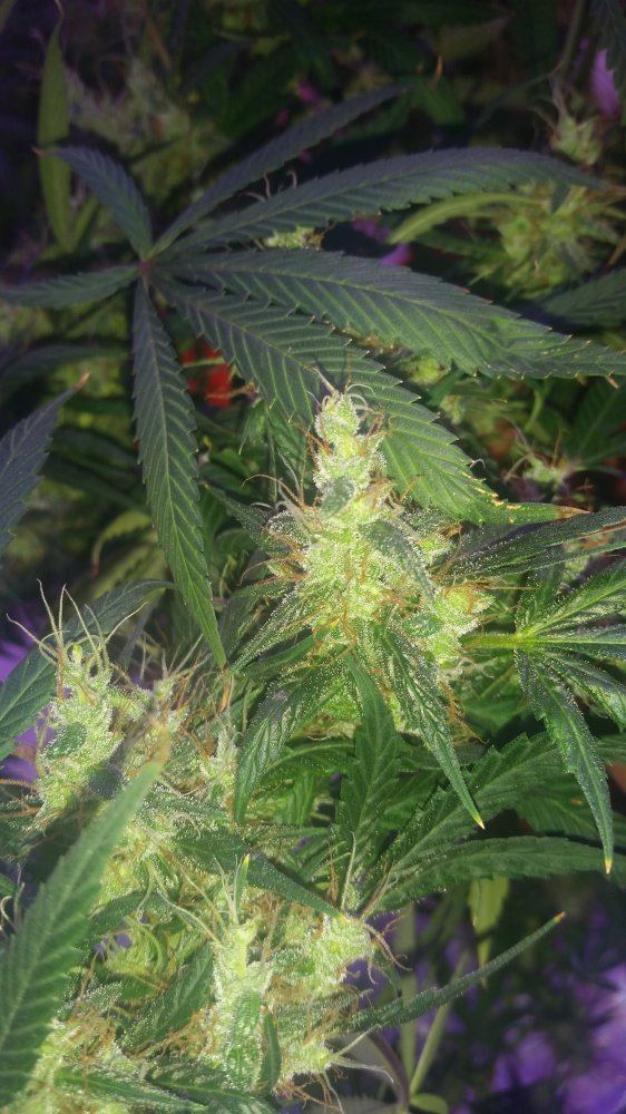Foxtailed bud when to harvest 2