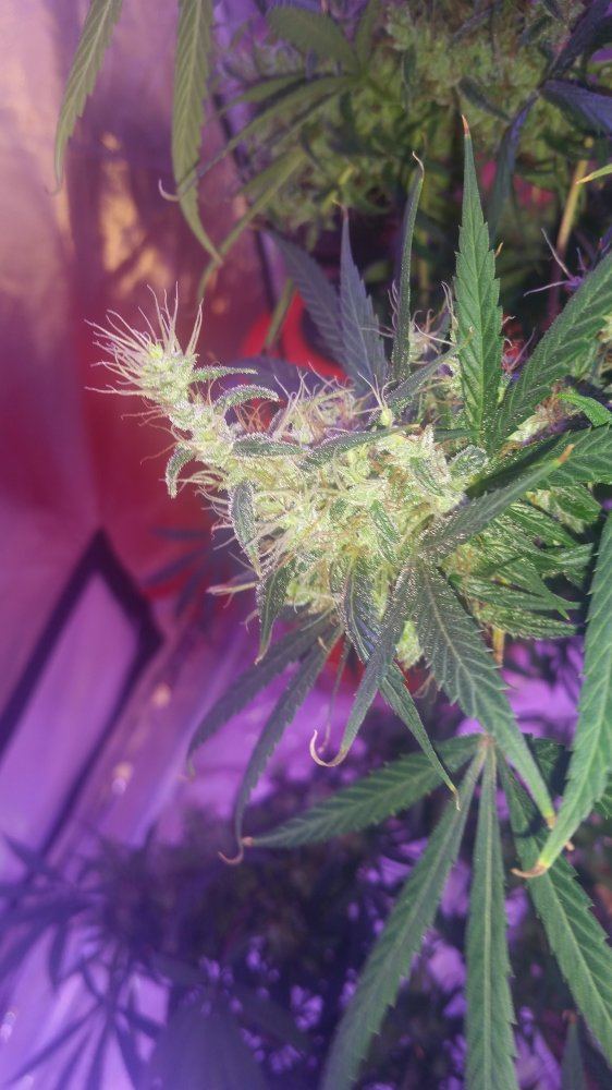 Foxtailed bud when to harvest
