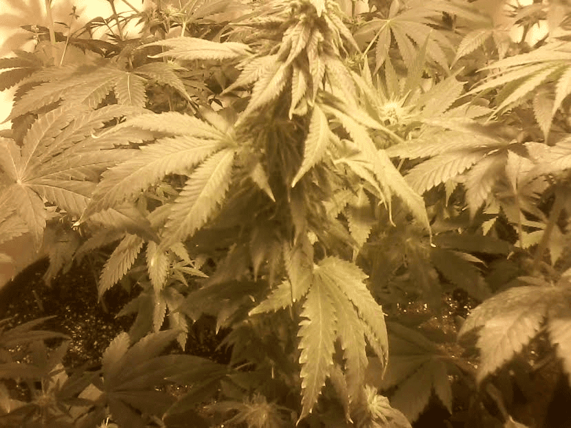 FP5weeks