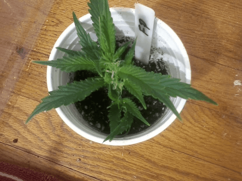 FPclone113