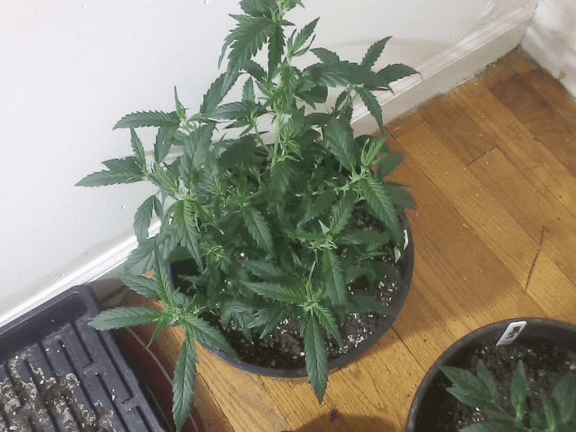 FPgointobloom122