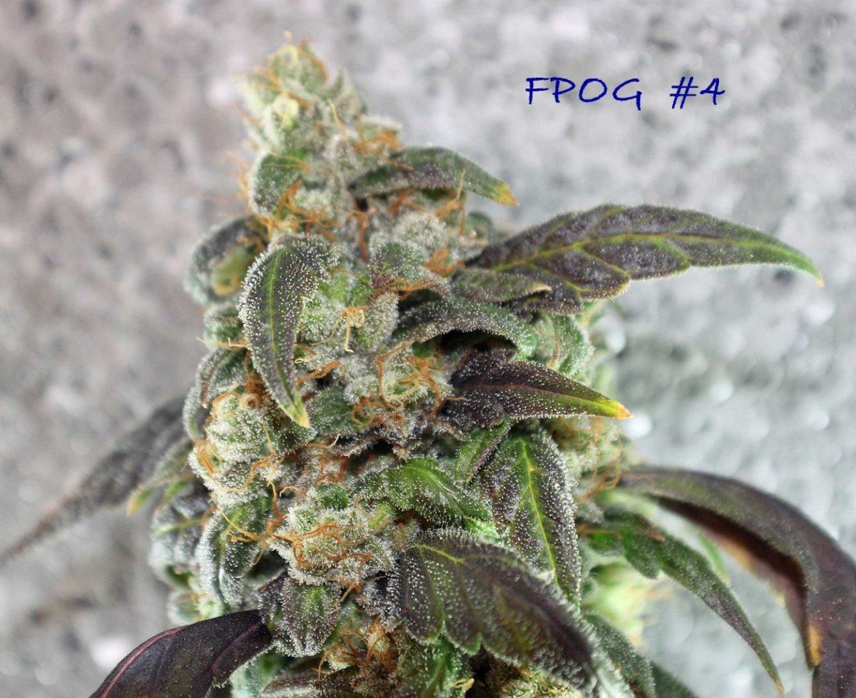FPOG 4  56 CC