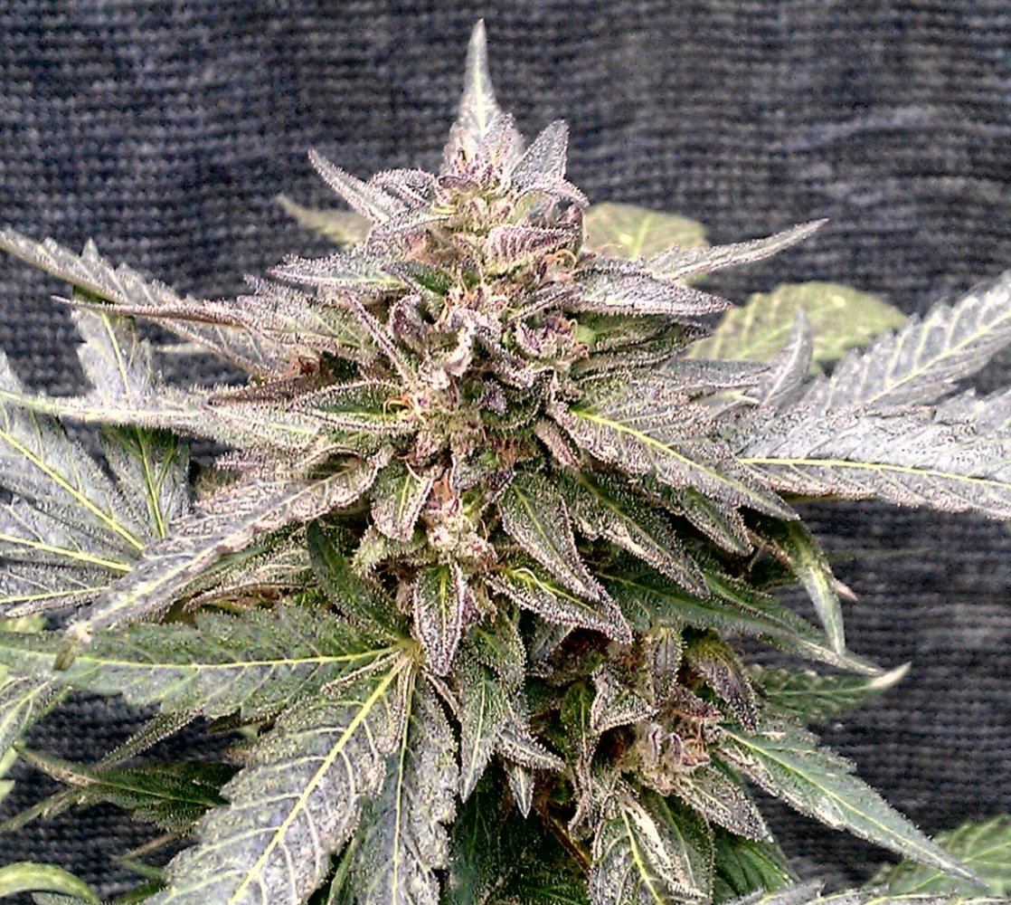 FPOG F3 3  53 days