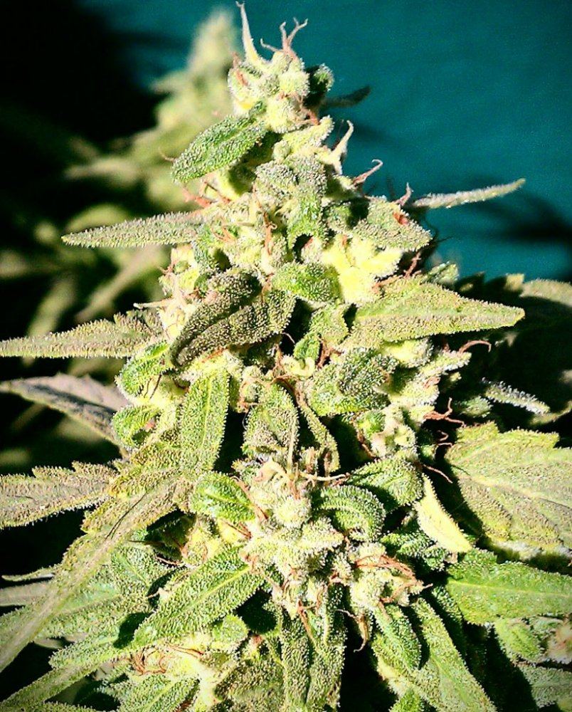 FPOG F3  59 days