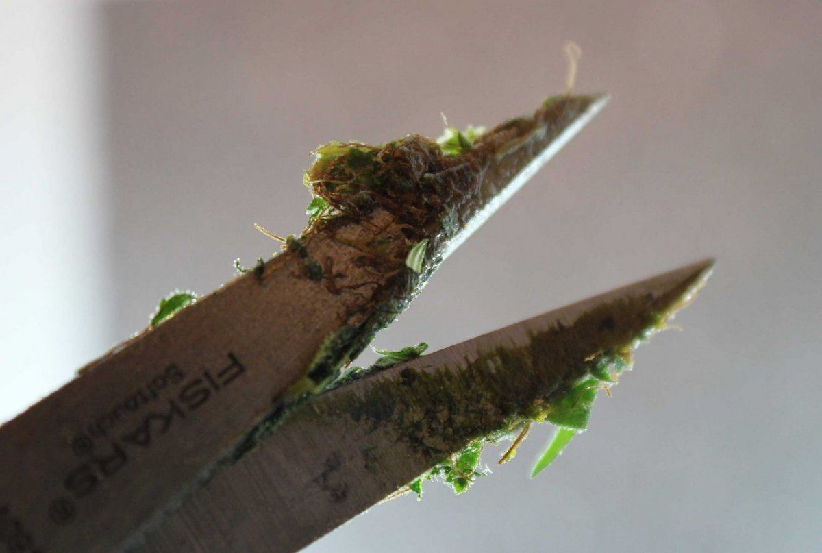 FPOG scissor trim
