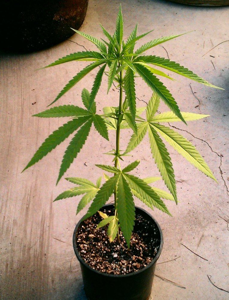 FPOGF3 2 female 8 14