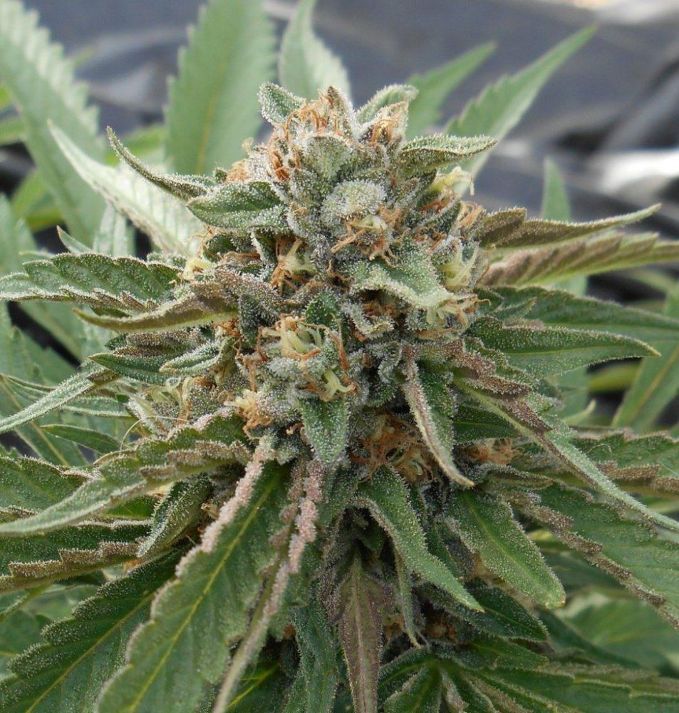 FPOGSOUR37days