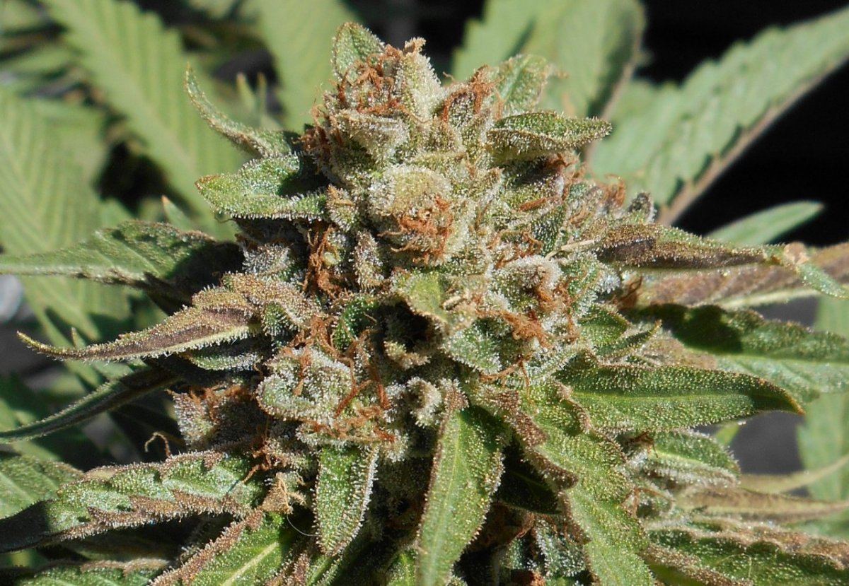 Fpogsourlitedep47days