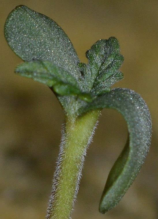 Fr seedling1