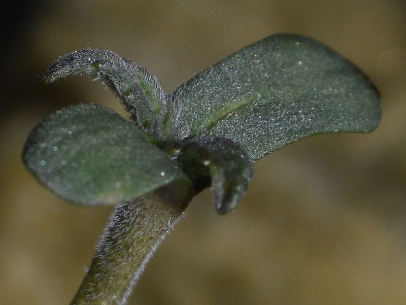 Fr seedling2