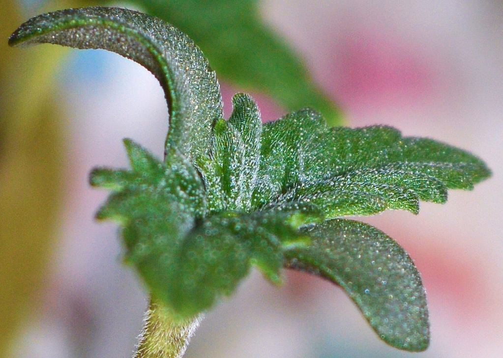 Fr seedling3