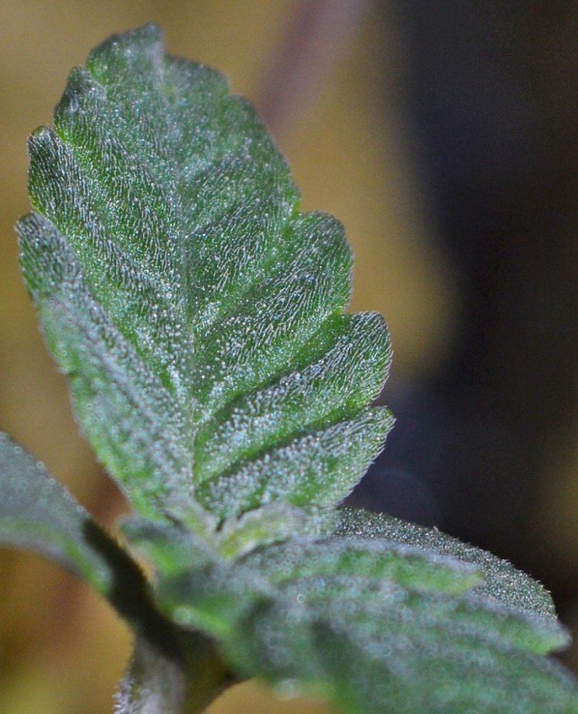 Fr seedling4