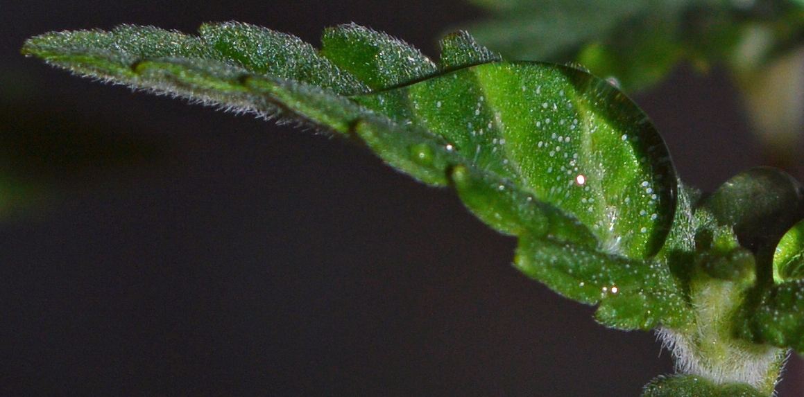 Fr seedling5