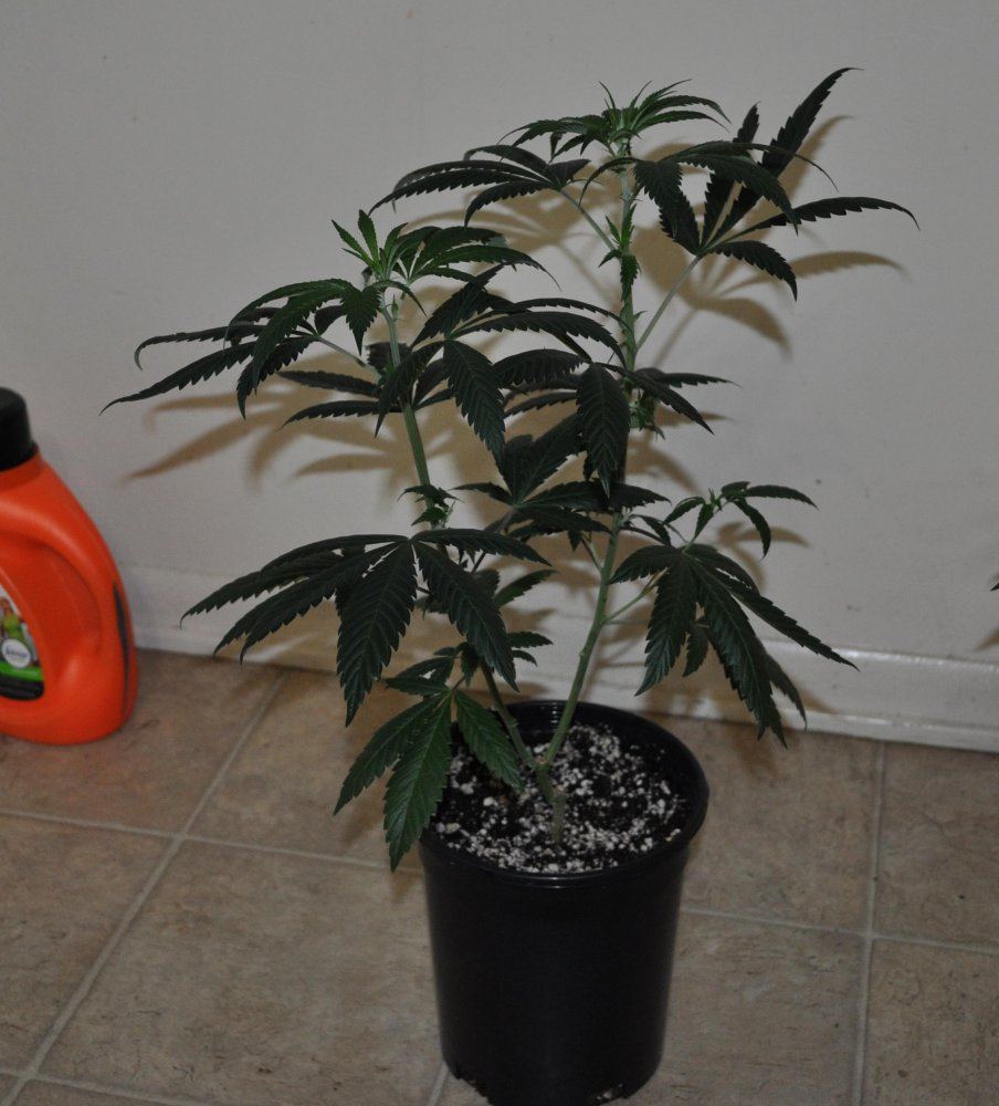 Franchise cherry diesel 3