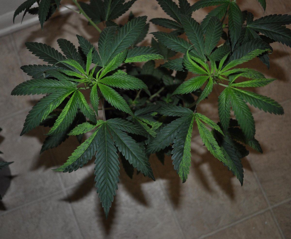 Franchise cherry diesel 5