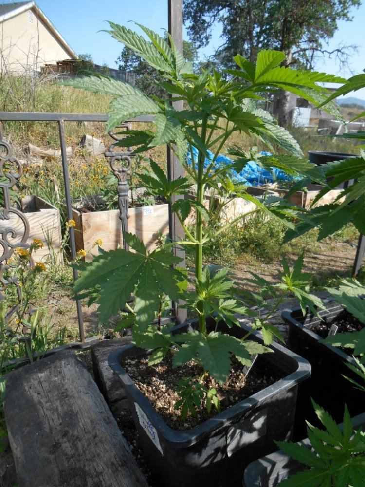 Franchise genetics grown outdoors 2