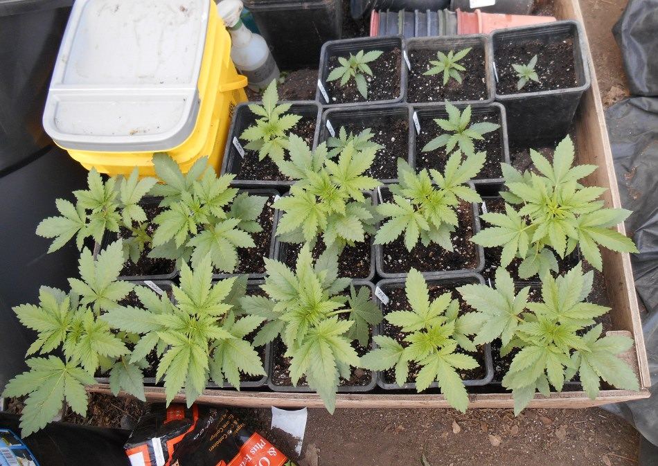FranchiseSeedlings44