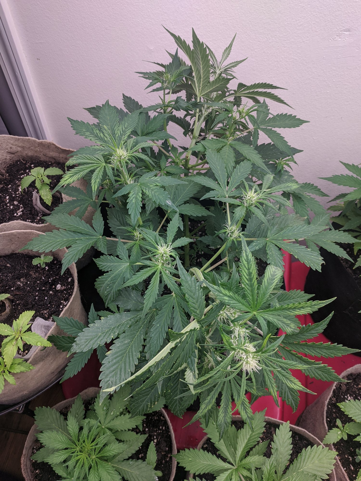 Franksters perpetual grow there will be more post 4