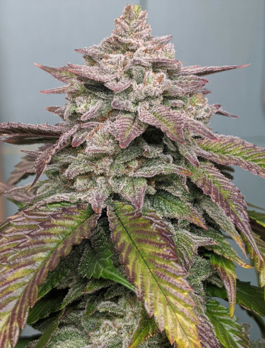Freak Genetics   Gorilla Hammer