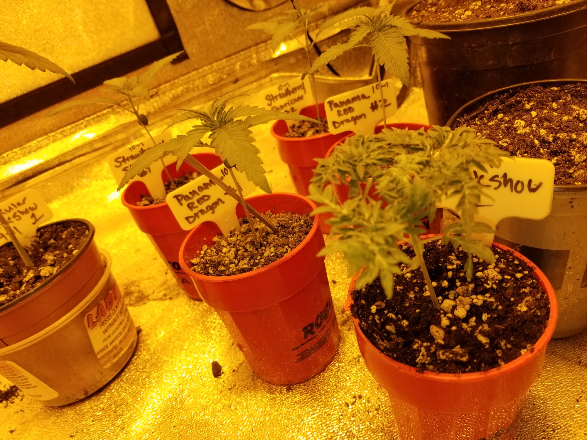 Freakshow and the motherfuckers perpetual grow 2