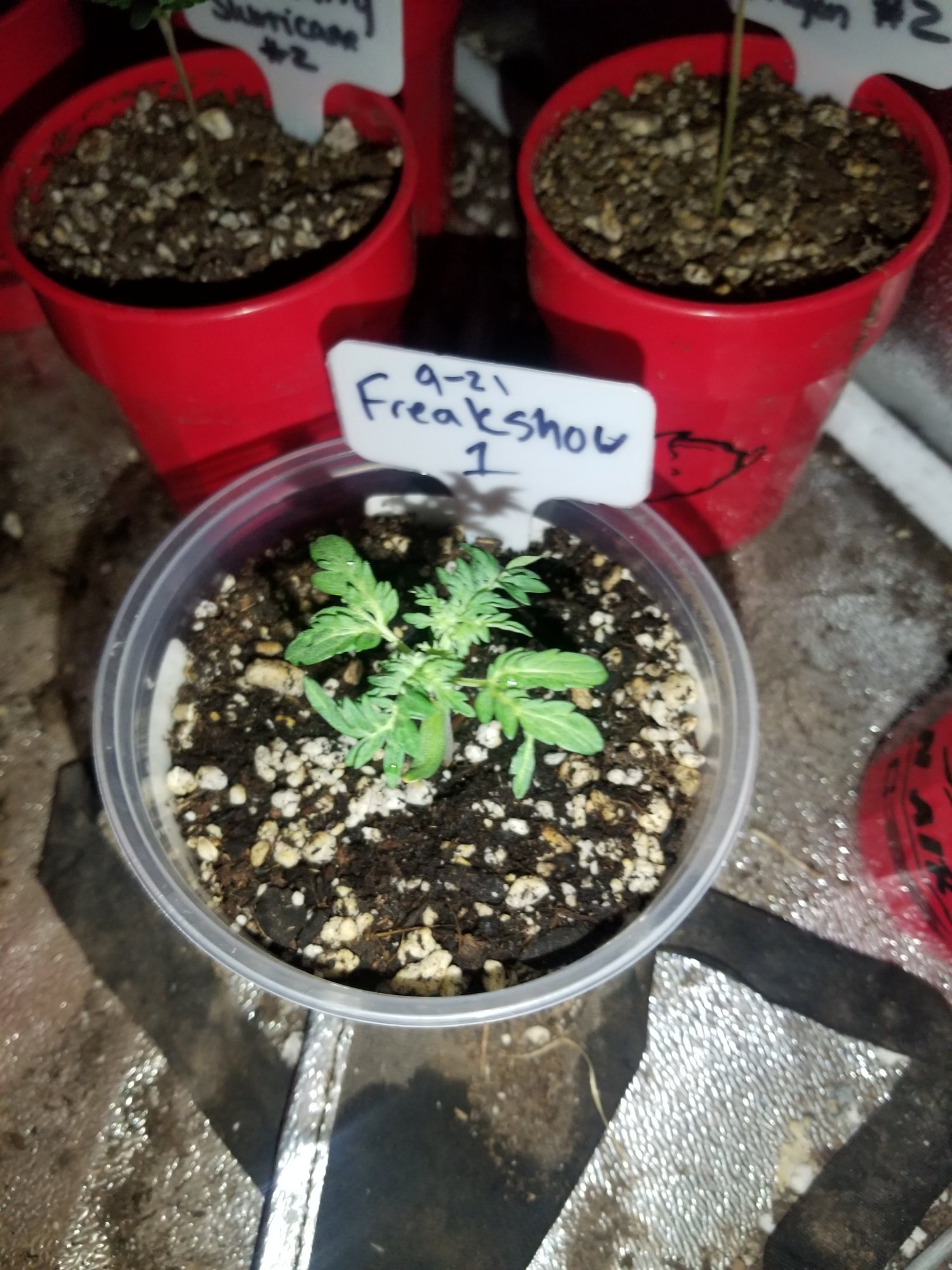 Freakshow and the motherfuckers perpetual grow 5