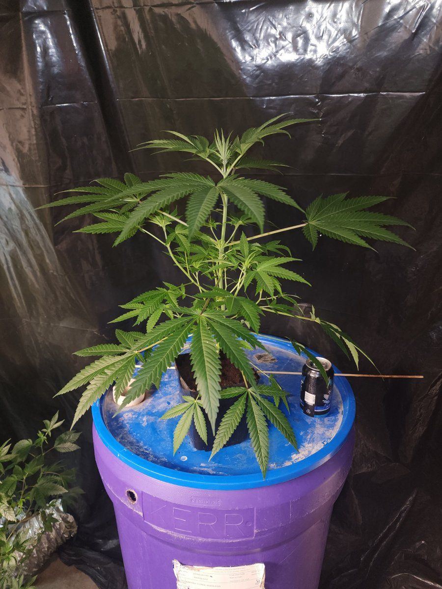 Freakshow x  she is very healthy
