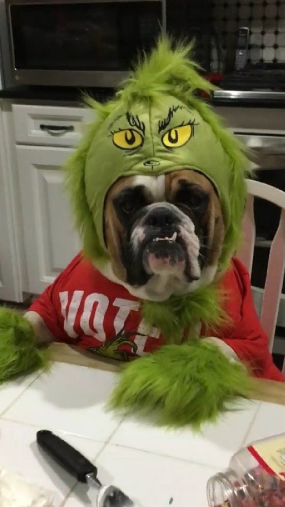 Fredgrinchlol11718