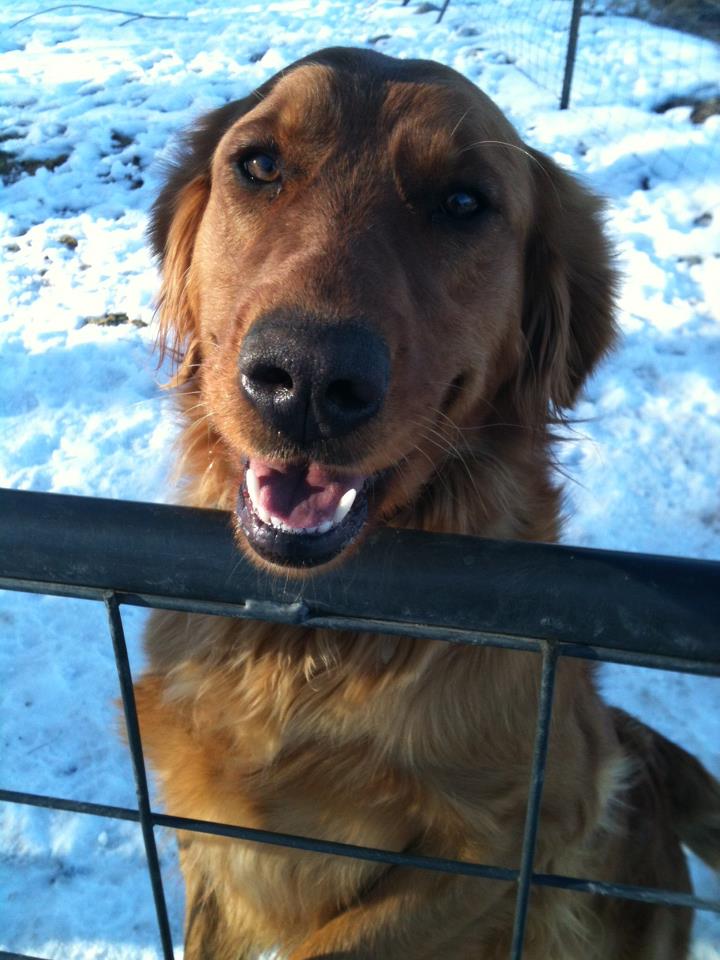 Free golden retriver