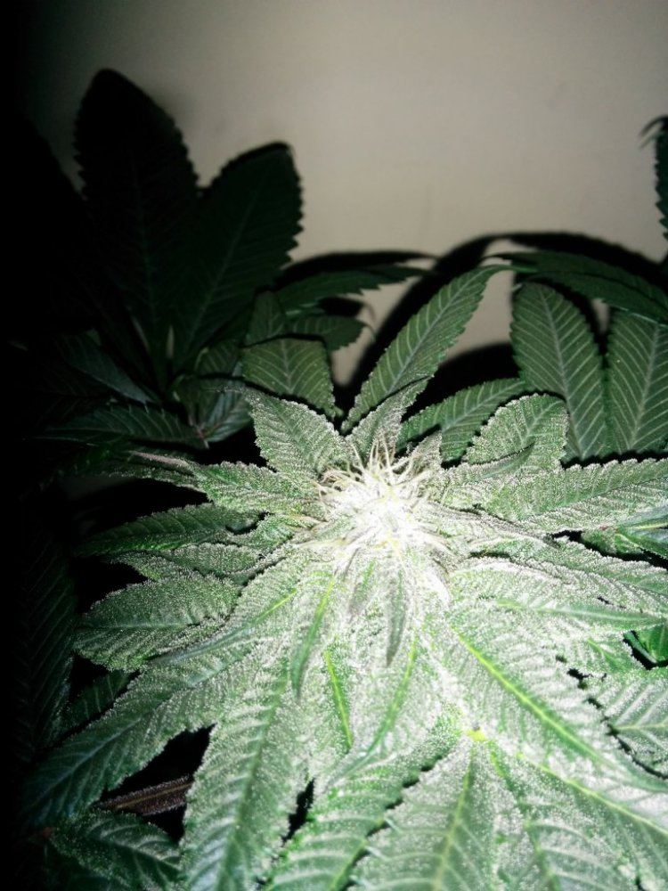 Freespirits grow journal 2