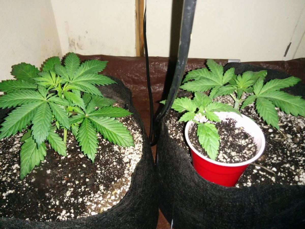 Freespirits grow journal 3