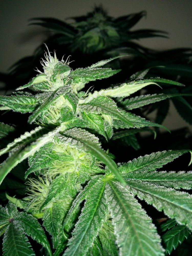 Freespirits grow journal