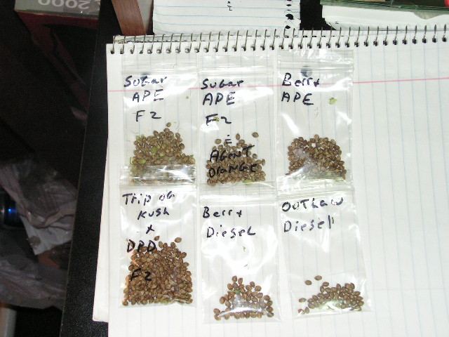 FRESH SEEDS 2