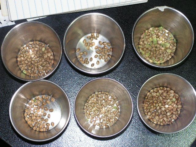 FRESH SEEDS