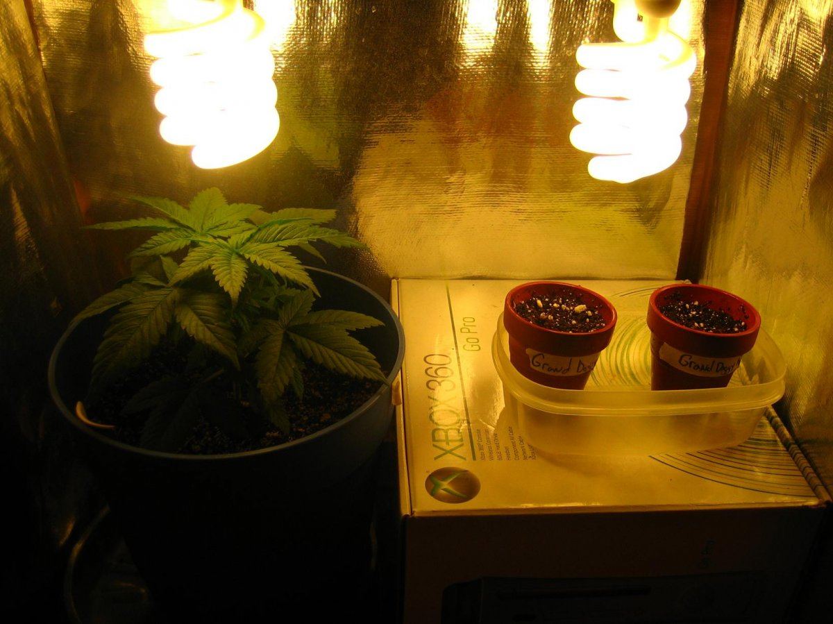 Freshlyplanted
