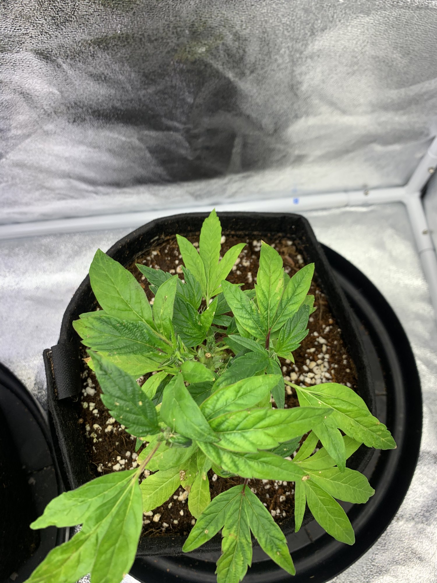 Friends plant in need of help 2