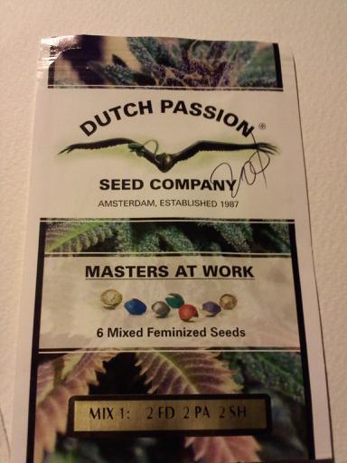 Frisian dew and passion 1