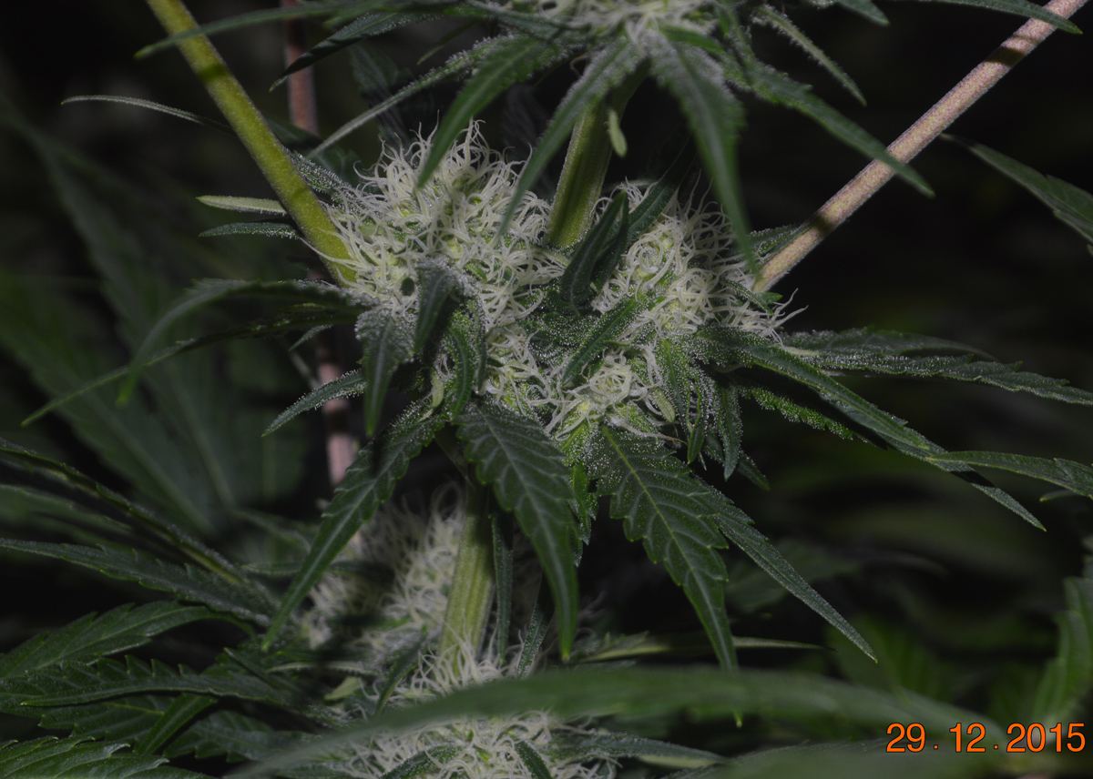 Frizzlepheno