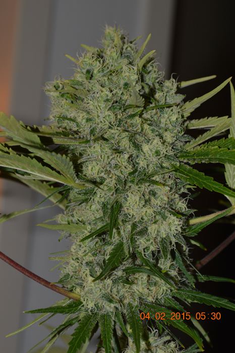 Frizzlephenocola