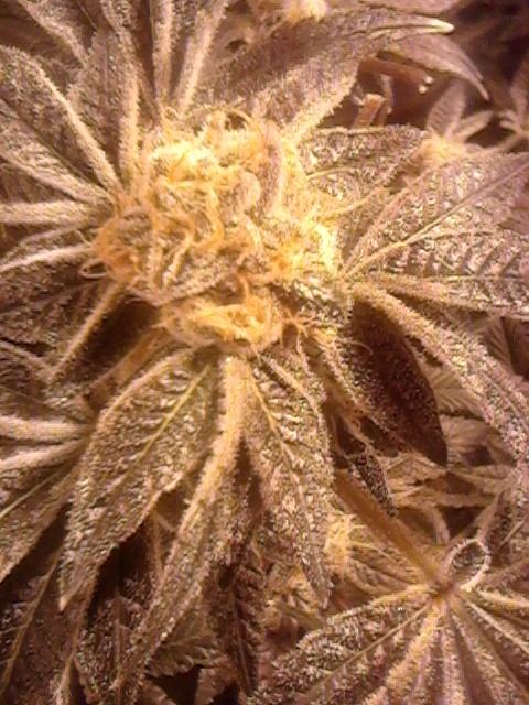 Frm47
