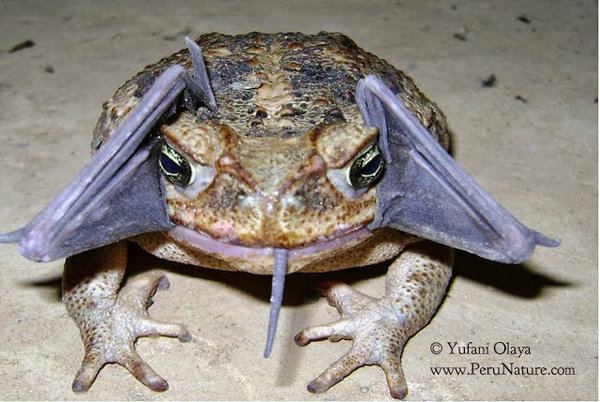 Frog tries to eat bat