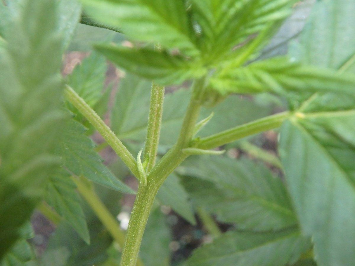 From feminized seed   male or female